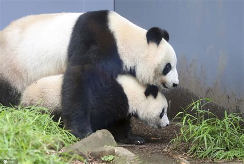 旅日大熊猫“香香”3岁了！东京上野动物园为其线上庆生