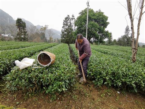 【决胜2020】万亩茶园茶飘香！来凤冈田坝村 品一杯清香四溢的生态茶-国际在线