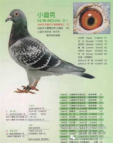 世界名系及代表名鸽图集 养鸽的不看后悔--中国信鸽信息网相册
