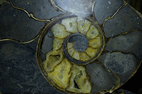 菊石图片