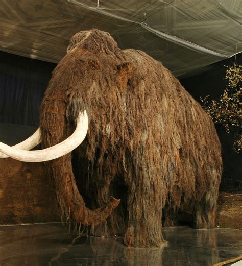 俄罗斯莫斯科展出长毛象YUKA - 神秘的地球 科学|自然|地理|探索