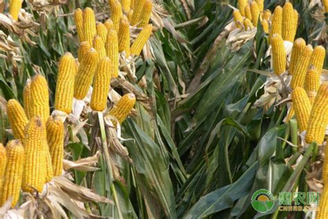 黄淮海排名第一的玉米品种 - 惠农网