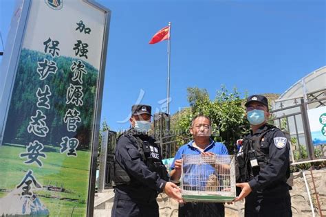 新疆阿勒泰：边境警察救助3只国家一级重点保护动物猎隼-人民图片网