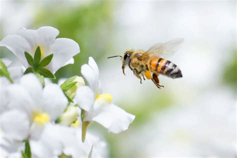 围着鲜花飞来飞去的小蜜蜂高清jpg格式图片下载_熊猫办公