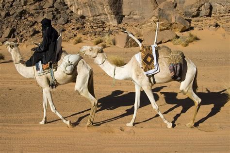 【地理视野】骆驼的种类划分与品种价值！附《沙漠骆驼》版《气候类型及其成因》地理这么学事半功倍！|地理_新浪新闻
