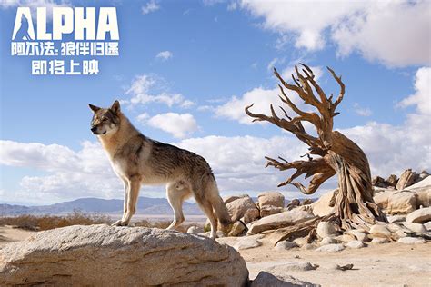 《阿尔法：狼伴归途》海报预告双发确认引进 人狼为伴开启非凡历险-资讯-光线易视