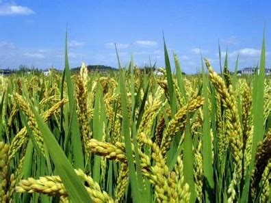 玉环：1200亩盐碱地，开种海水稻！