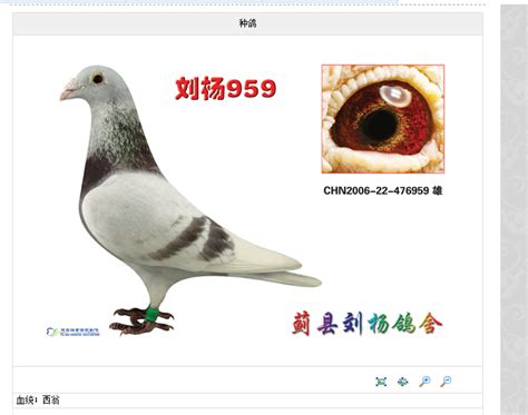 漂亮的玩赏鸽-中国信鸽信息网相册