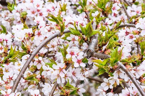 樱桃树果园的花在春日开花高清图片下载-正版图片505008183-摄图网