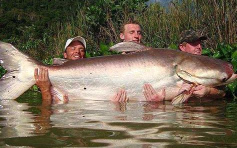 吃印度人尸体长大的巨型鲶鱼，坦克鸭嘴鲶，世界最大的鲶鱼之一_腾讯视频