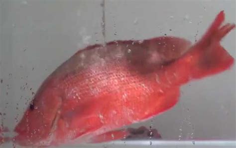 红鱼是一条鱼。令人惊叹的美丽生动的红橙色彩色锦鲤鱼清水池塘湖作为背景和墙纸使用。展示红鱼的动物图像。图片免费下载-5000426395-千图网Pro