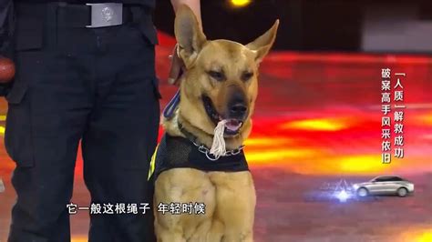 武警警犬：1条可抵20名士兵-中国长安网