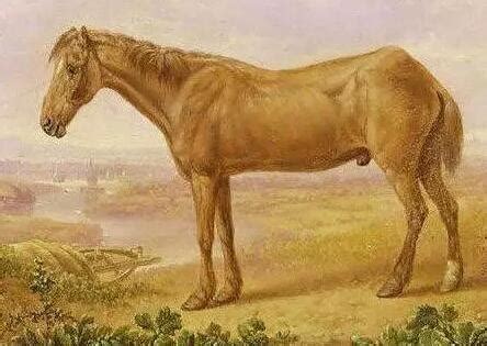 马的寿命最长多少年 世界上活了一亿岁的人 - 时代开运网