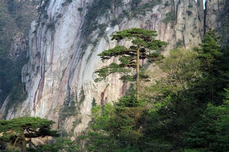 黄山松树图片