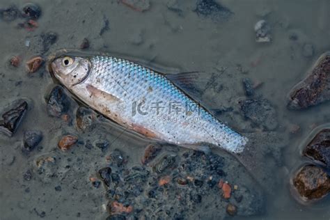 池塘底部的一条死鱼高清摄影大图-千库网