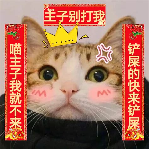 “啥！今年流行给猫贴春联？”|春联|猫|橘子_新浪新闻