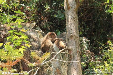 猴子一家坐在山上高清图片下载-正版图片505561898-摄图网