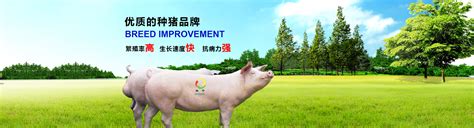种猪生猪养殖|养猪基地_广西桂宁集团种猪有限公司