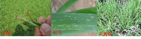 受毒韭菜事件影响 青岛农贸市场不见韭菜踪影-新闻中心-温州网