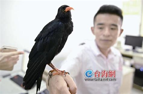 市民上班途中捡到一小鸟 疑似家养山鸦不怕人 - 社会 - 东南网厦门频道