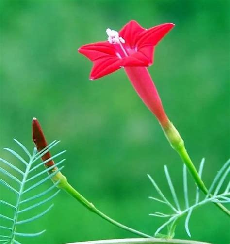 茑萝花图片