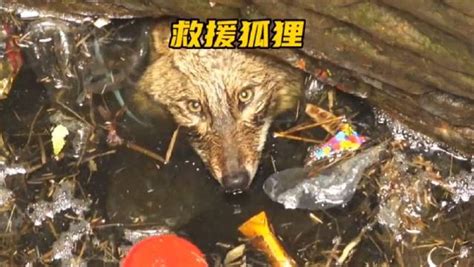 小狐狸掉进几十米深的井中，好心的村民喊来救援队解救……|村民|救援队_新浪新闻