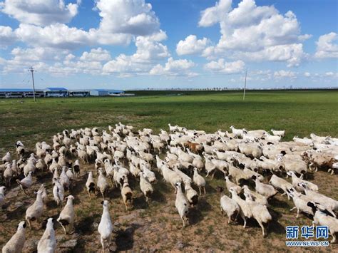 内蒙古锡林郭勒盟被授予“中国生态羊都”称号_时图_图片频道_云南网