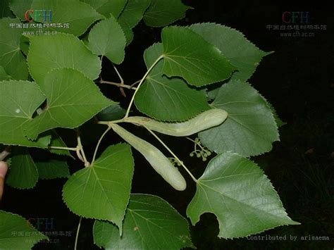 紫椴的栽培管理技术-种植技术-中国花木网