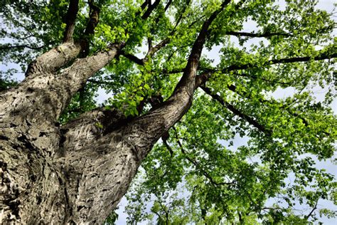 低角度的成熟榆树在宽街在南塔开特照片摄影图片_ID:308183856-Veer图库