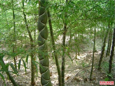 龟甲竹的形态特征、生长习性和园林用-齐生设计职业学校