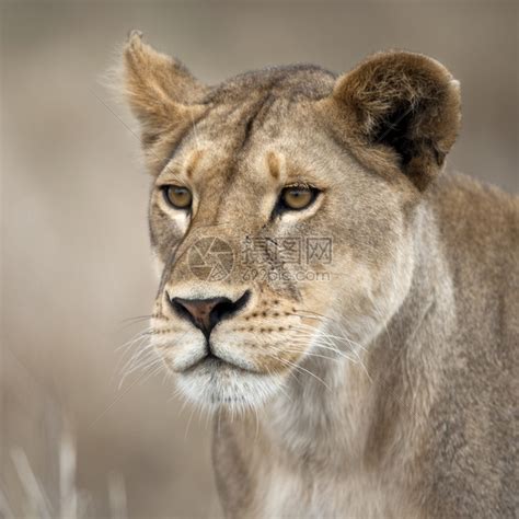 非洲坦桑尼亚塞伦盖蒂狮子女雄狮高清图片下载-正版图片504717294-摄图网