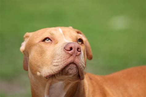 比特犬图片