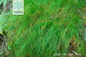 乌拉苔草Carex meyerina Kunth._植物通