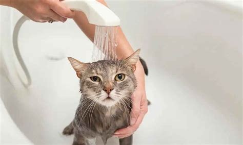宠物狗狗洗澡手套猫咪洗澡刷子硅胶沐浴按摩刷狗搓澡用品大全-阿里巴巴