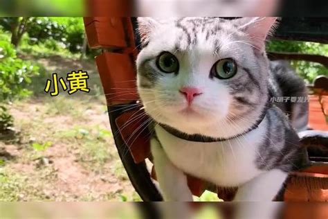 给中华田园猫取名字，中华田园猫可以叫什么名字-酷派宠物网