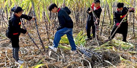 云南红河：甘蔗进入砍收期