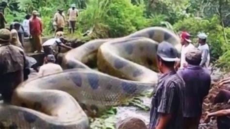 工地上挖出超大巨型蟒蛇，6个有史以来人类捕获的最大的蟒蛇，比成年人腰还粗