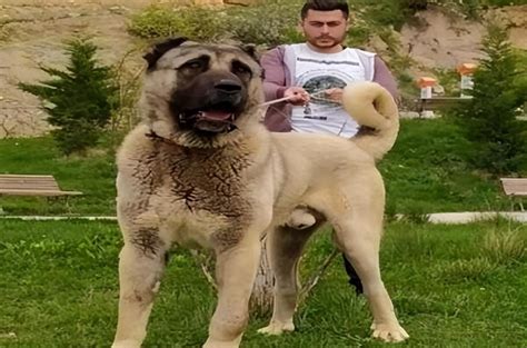 世界十大体型最大的狗 藏獒上榜，第二是土耳其国犬(2)_排行榜123网