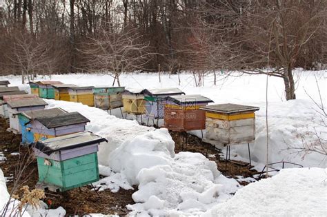 在从事养蜂业的农村地区高清图片下载-正版图片502737700-摄图网