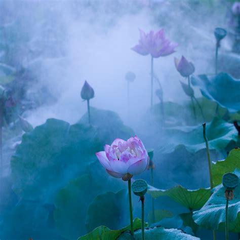 雾里看花是什么意思_雾里看花的含义 - 黄河号