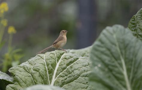 一组在菜园子里拍摄的鸟取名为菜鸟-中关村在线摄影论坛