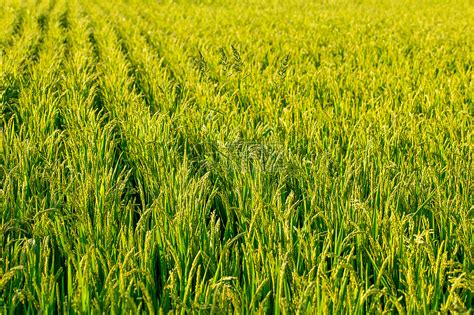 五常大米水稻种植现场高清图片下载-正版图片501660610-摄图网