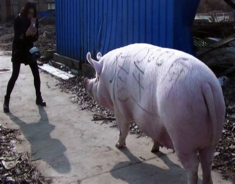 郑州1500斤大猪成“猪王” 可以当马骑