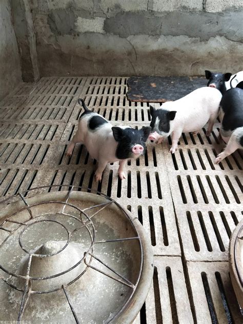 二十多斤巴马香猪多少钱 香猪肉多少钱-农业网