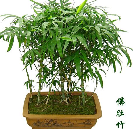 水培米竹植物室内盆栽小型凤尾竹盆景桌面绿植好养花卉观赏竹子_虎窝淘