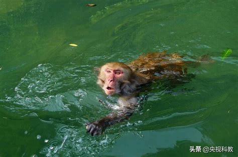水猴子是什么动物(有水猴子这种动物吗)-风水人