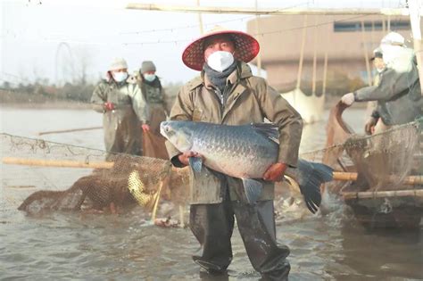 浙江渔民捕大鱼卖110万秒变土豪 鱼身长近1.6米最珍贵的是鱼鳔（图）--湖北频道--人民网
