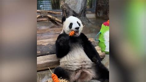 大熊猫“贡贡”撸胡萝卜串串，主打一个丝滑_凤凰网视频_凤凰网