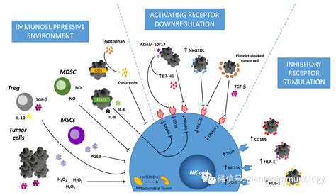 基于NK细胞的免疫检查点抑制 - 知乎