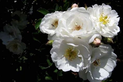 白蔷薇怎么养开花多？-种植技术-中国花木网